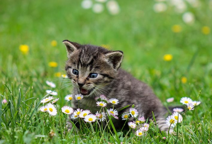 Chat Qui Miaule Quelle Signification Obédiences Et